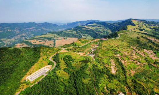 迎橄榄丰收 助墟落振兴 四川皇家国际聚峰谷油橄榄工业发动金堂公园都会绿色低碳生长 - 皇家国际