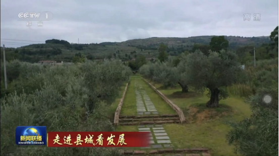 迎橄榄丰收 助墟落振兴 四川皇家国际聚峰谷油橄榄工业发动金堂公园都会绿色低碳生长 - 皇家国际