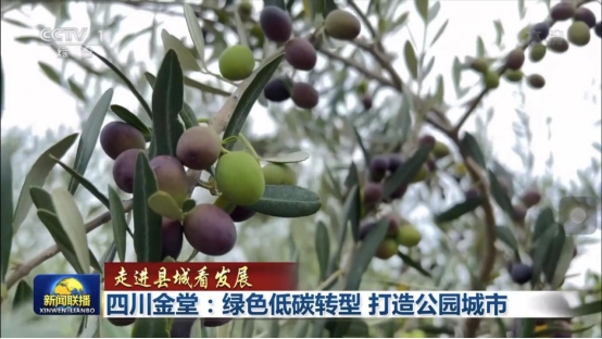 迎橄榄丰收 助墟落振兴 四川皇家国际聚峰谷油橄榄工业发动金堂公园都会绿色低碳生长 - 皇家国际