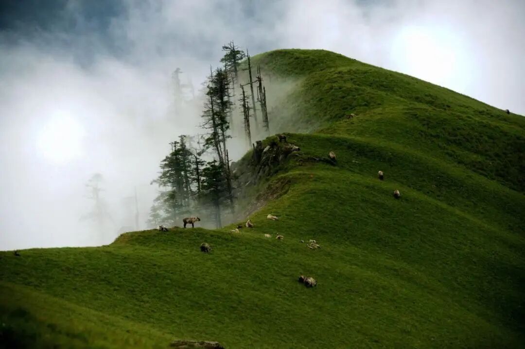 提质增效三年行动｜皇家国际资管公司探索文旅融合生长新路径 - 皇家国际